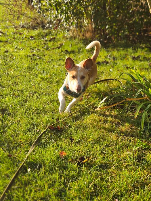 Ufo - piękny biało rudy uszatek. Adopcja