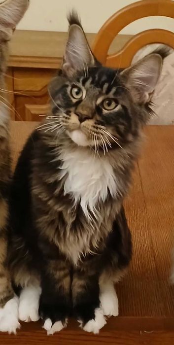 NIKITA kocurek Maine Coon