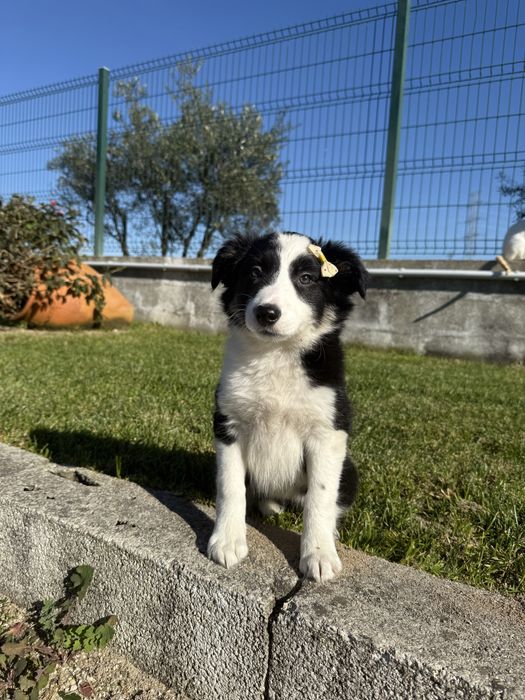 Border Collie Preta e Branca Fofa