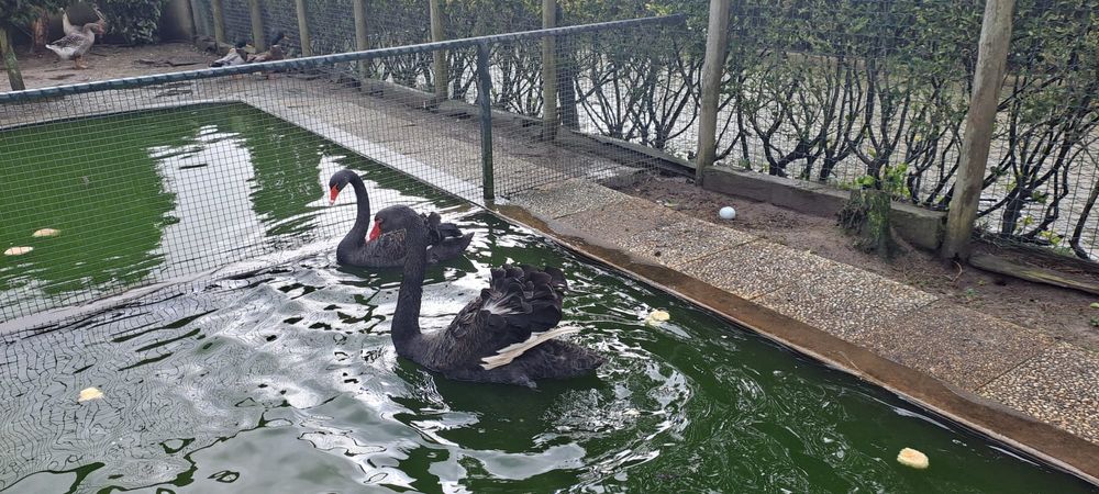 Cisnes Brancos e Pretos