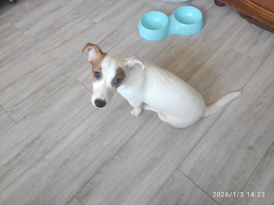 Цуценя Джек Рассел тер'єр