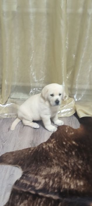 Супер подарок близтким Эксклюзивне цуценя офіційного розплідника