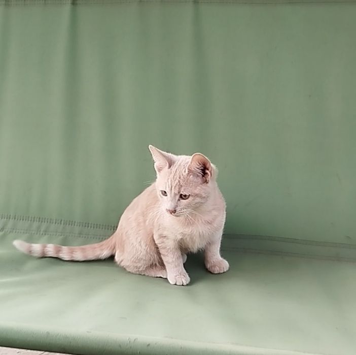 отдам котенка  мальчика