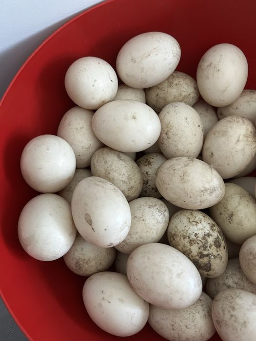 Ovos de pato para consumo ou criacao