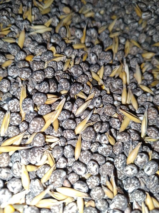 Łubin wąskolistny Karo