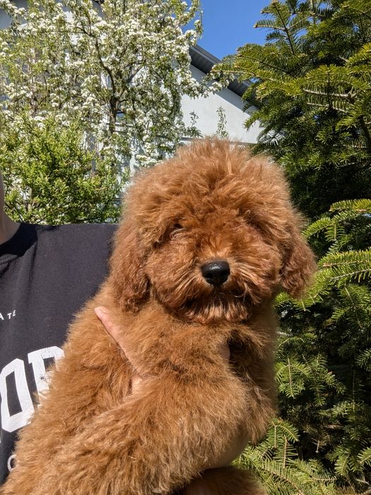 Хлопчик насичено червоний, 4,5 місяці
