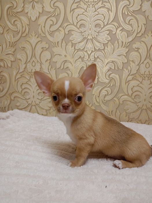 Чудовий малюк чихуахуа