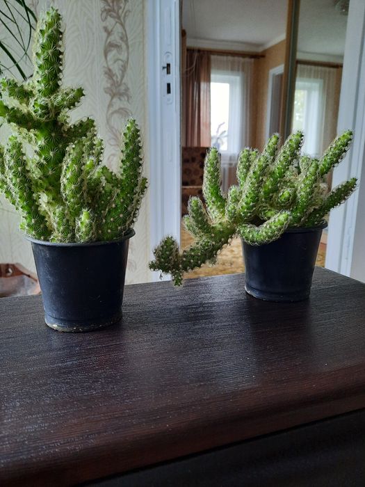 Кактус кімнатний