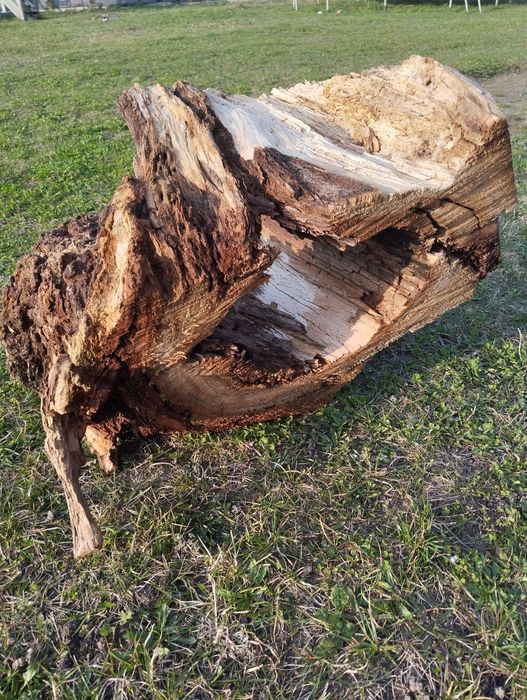 Korzeń, konar próchno do terrarium akwarium dla owadów, gadów