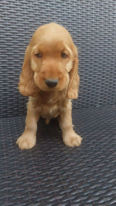 Cocker spaniel rudy samiec
