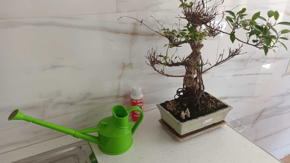 Ficus Tiger Retusa Bonsai de 19 Anos