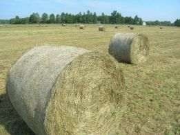 Siano bele pachnące prosto z magazynu skos 2025 (słoma,kiszonka bele)