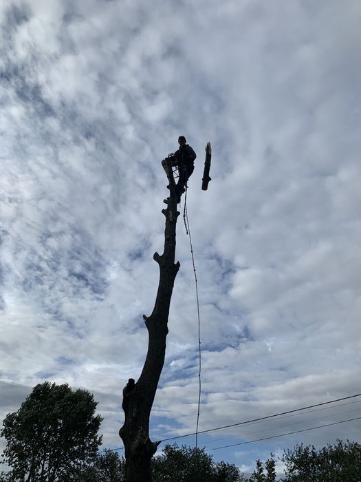 Спил деревьев любой сложности ПОКОС ТРАВЫ