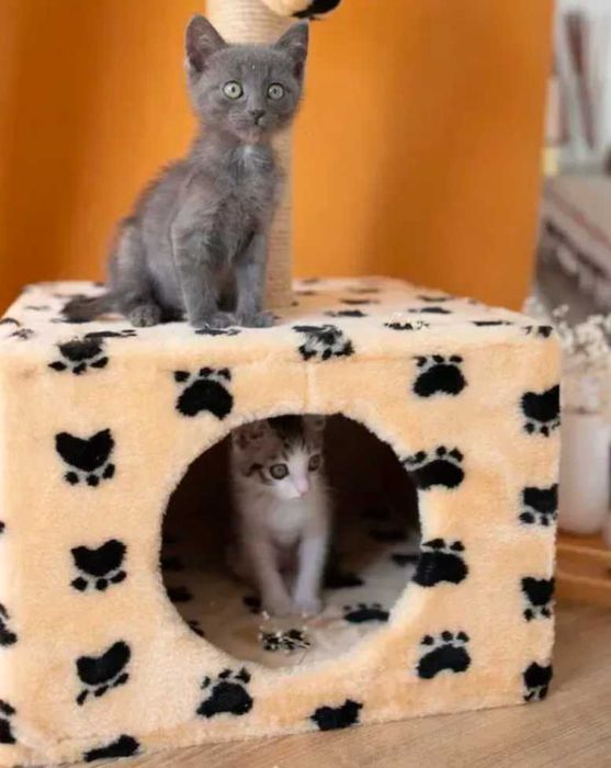 Будиночок для кота Когтеточка Якісний Джут Дряпка Кігтеточка Акція-35%