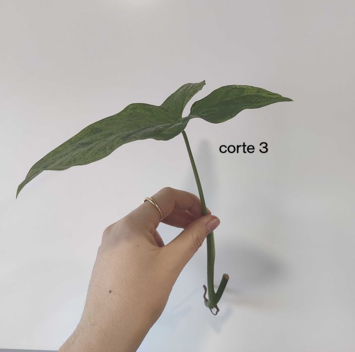 Syngonium mojito (fresh cuttings)