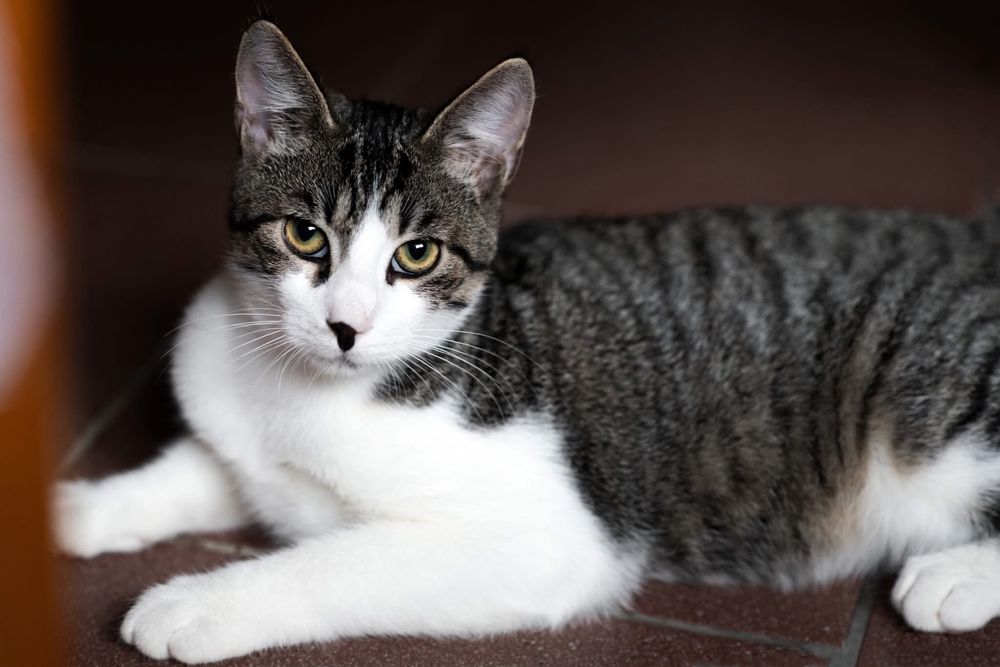 4 miesięczny kot do adopcji