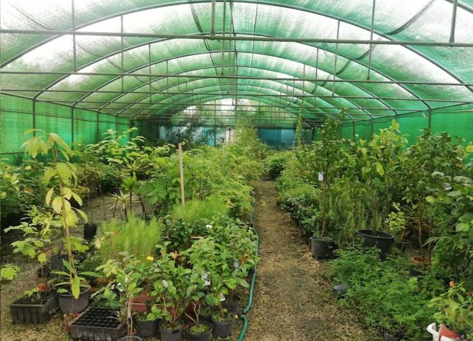 Sobreiro "chaparro" (Quercus suber)