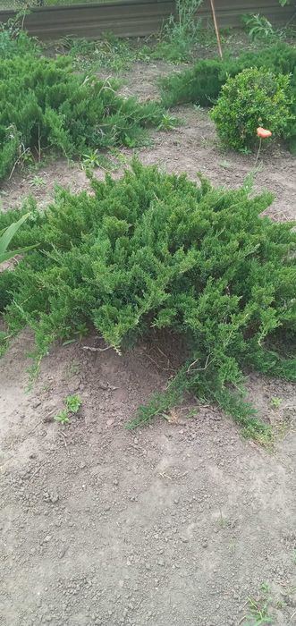 Продам  куст можевельника
