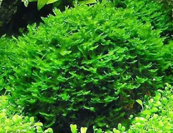 Musgo Pellia Moss- Aquario