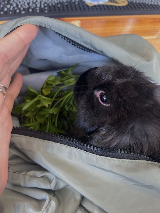 Coelhos Lop adoção