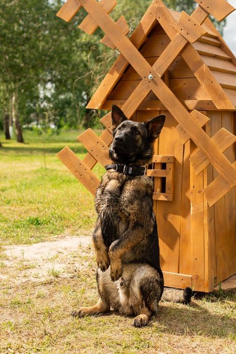 Німецька вівчарка робочої лінії (1.5 - 2 роки). З документами