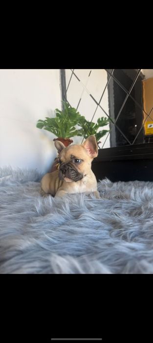 Buldogue francês  LINDO FAWN