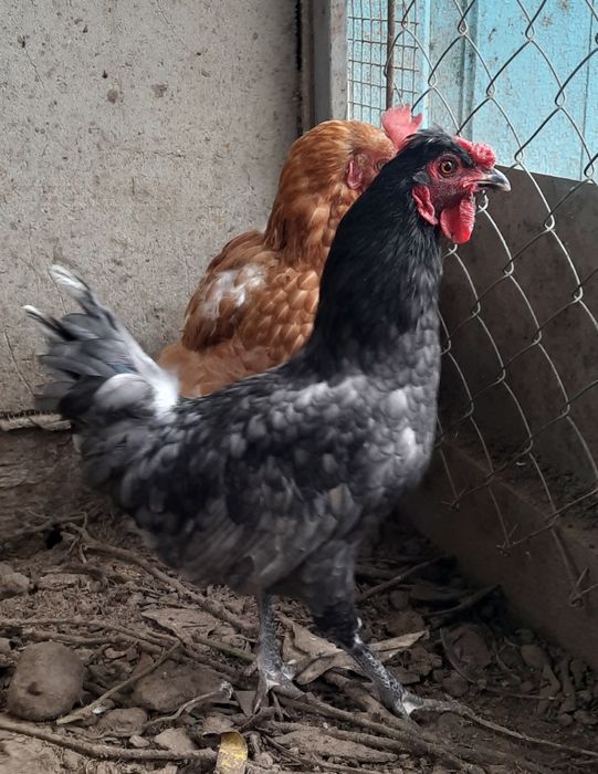 Карликовые петушки