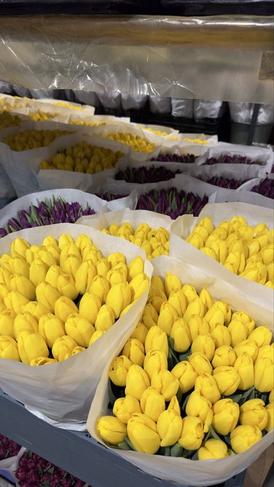 Украінський тюлпан  Бровари опт від 35 грн