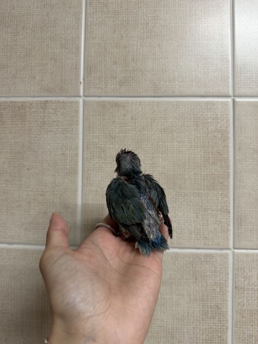 Agapornis domesticados