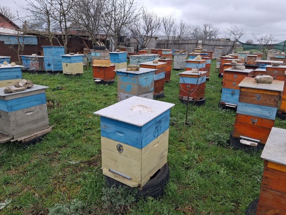 Бджолині вулики, Самовивіз