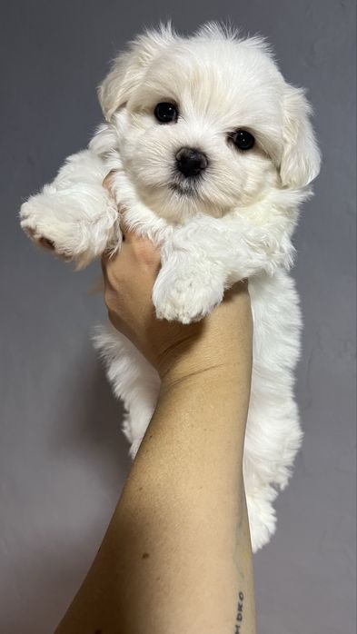 готові до бронювання цуценята мальтезе