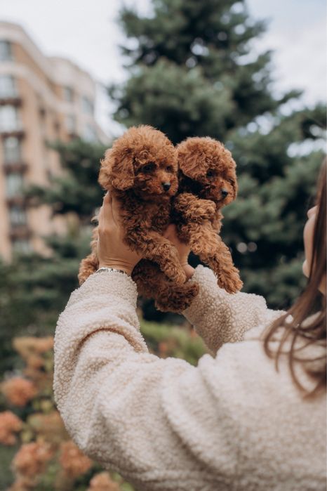 Poodle supper mini