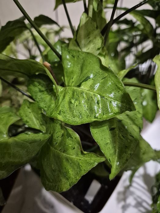 Syngonium cięte sadzonki