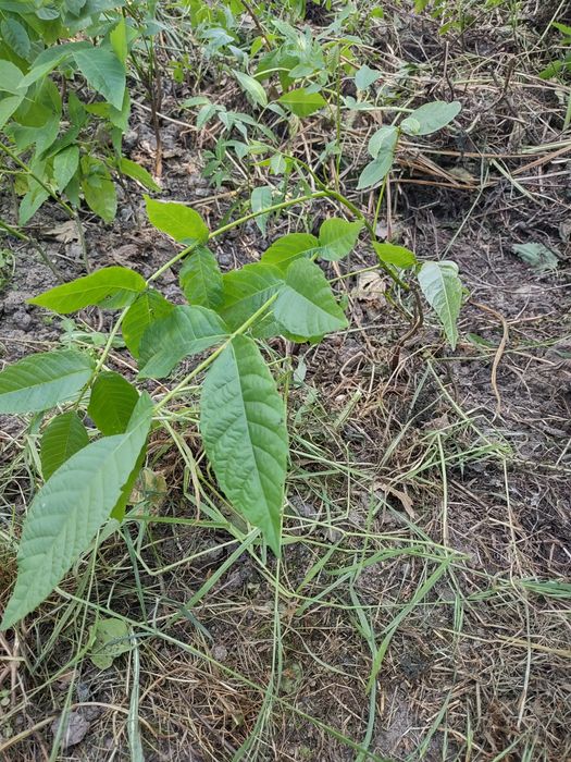 Drzewko orzech włoski(duży owoc)