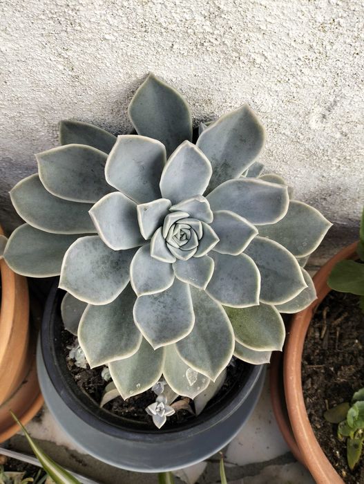 Suculenta familia Echeveria Rockrose