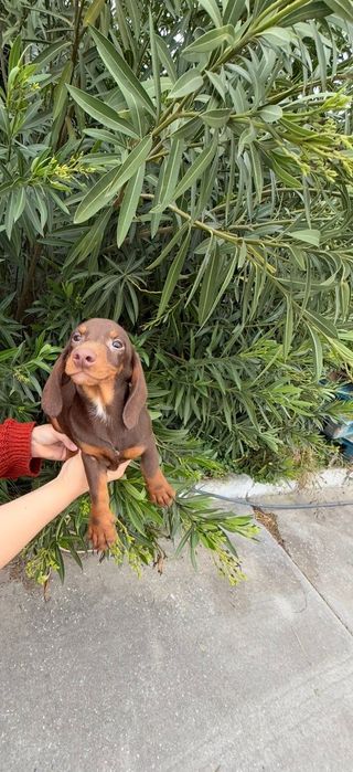 Teckel Chocolate  Macho