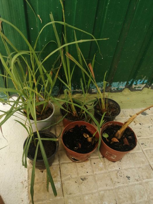 Erva Principe (Caxinde) para chá.