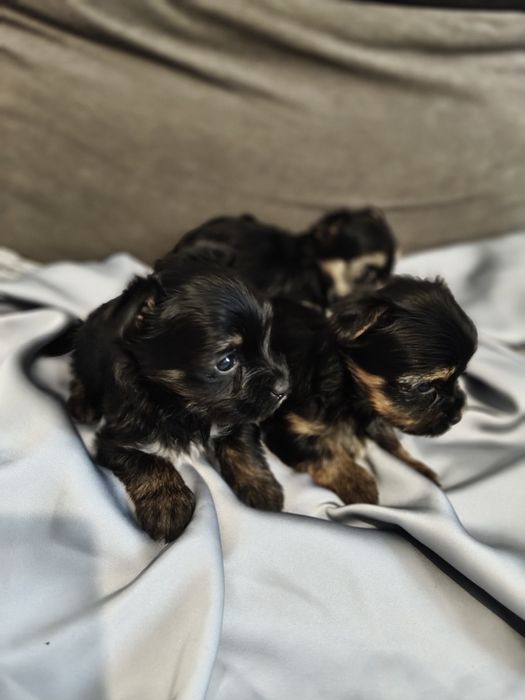 Yorkshire terrier York