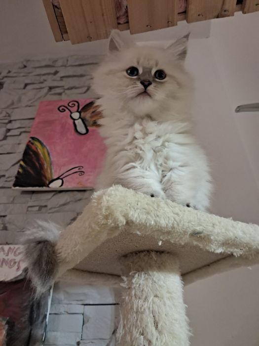 Kocurek o cudownym charakterze syberyjski neva masquerade