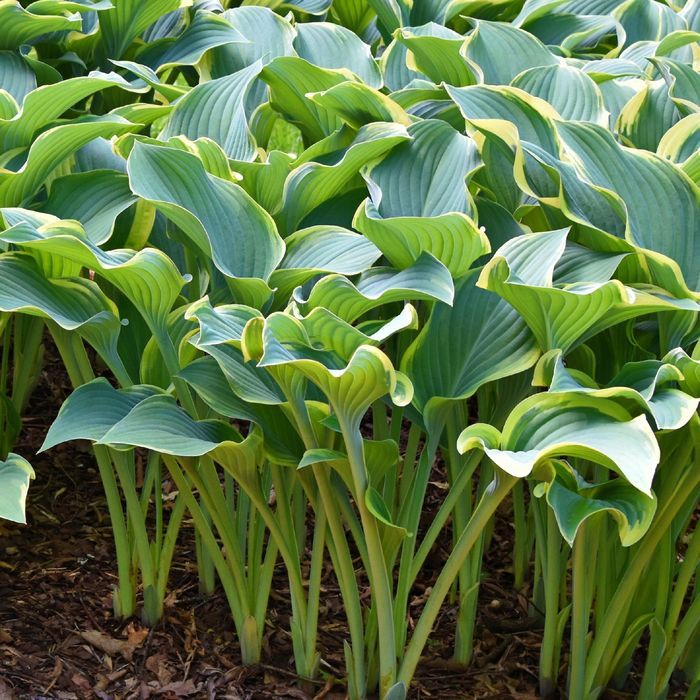 Funkia Hosta 'Regal Splendor' W DONICZCE 5.0L, OGROMNE LIŚCIE