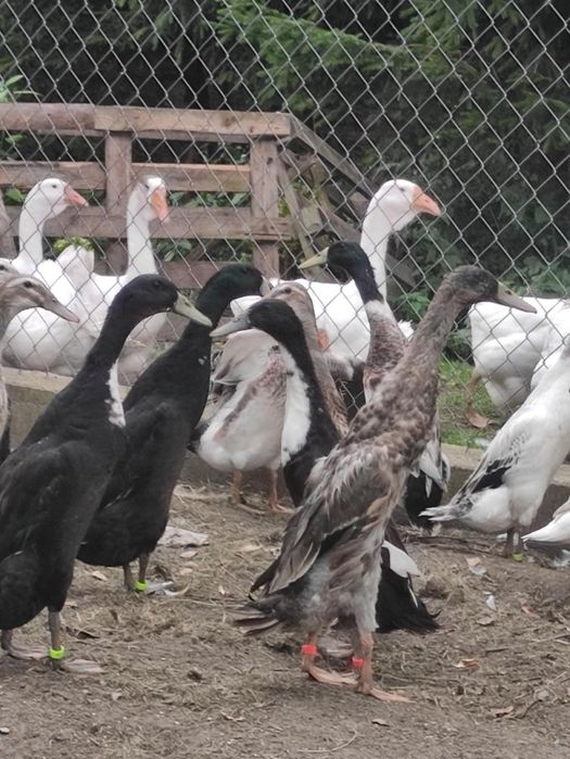 Sprzedam jaja legowe kaczki biegus indyjski