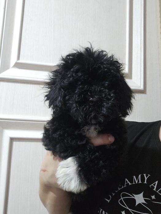 Хлопчики мальтипу ф1 в чорному забарвленні