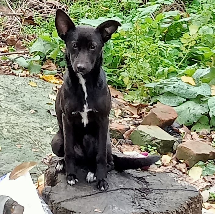 Это Ильза. отдается в дар