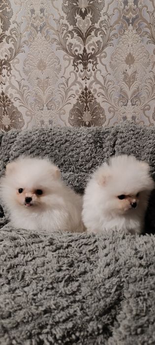 Цуценята породи померанський шпіц