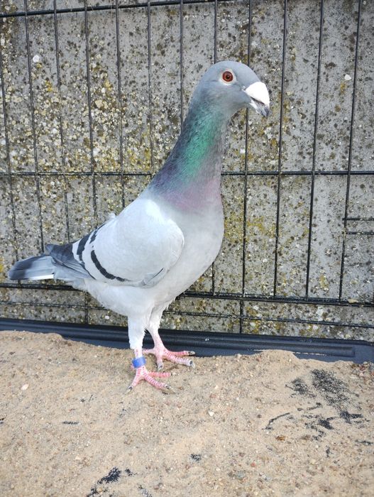 Rzeszowskie rzeszowski