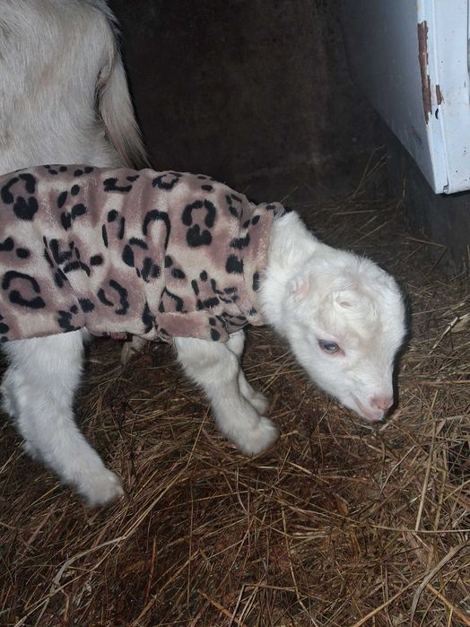 Продам( бронь) козочка, козеня від Ламанча