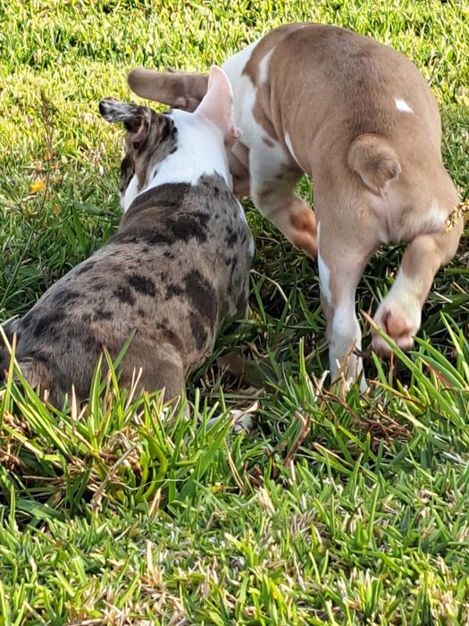 Bulldog francês macho merlle