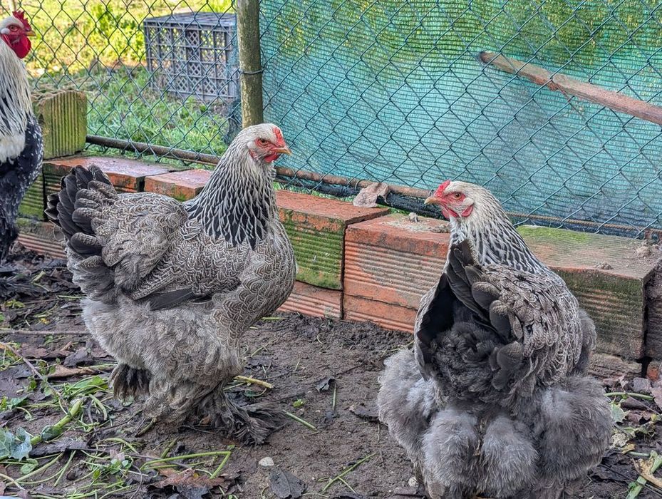 Galo Brahma Dark - ou Casal Brahma Dark