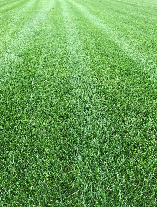 Trawa z rolki 1 gatunek, trawnik z transportem, zamówienia online