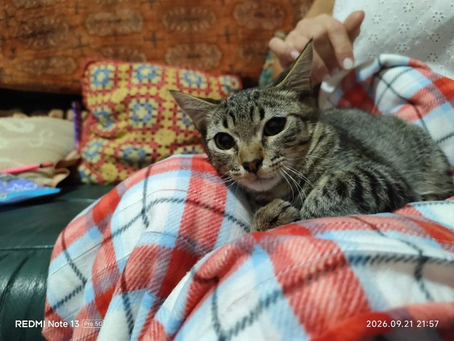 gatinho muito meigo para adoção